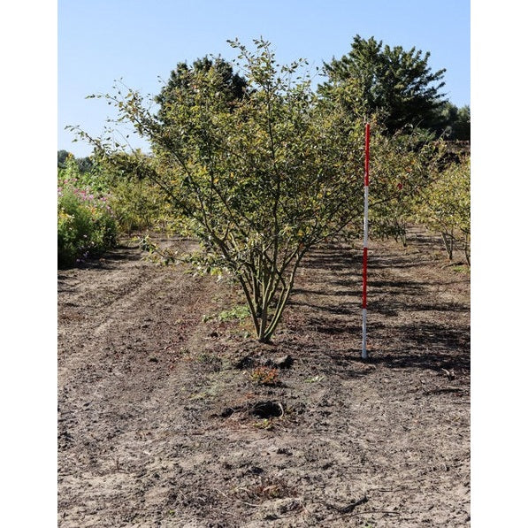 Prakthäggmispel - Amelanchier lamarckii 250-300 MS